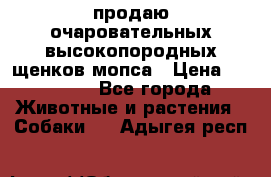 продаю очаровательных высокопородных щенков мопса › Цена ­ 20 000 - Все города Животные и растения » Собаки   . Адыгея респ.